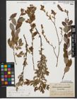 Foto von Salix starkeana Willd.